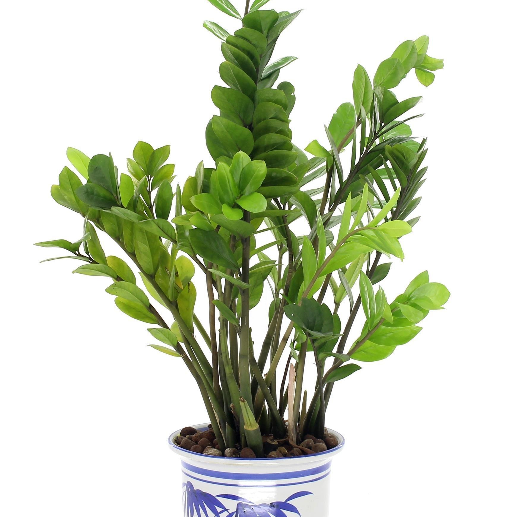 観葉植物